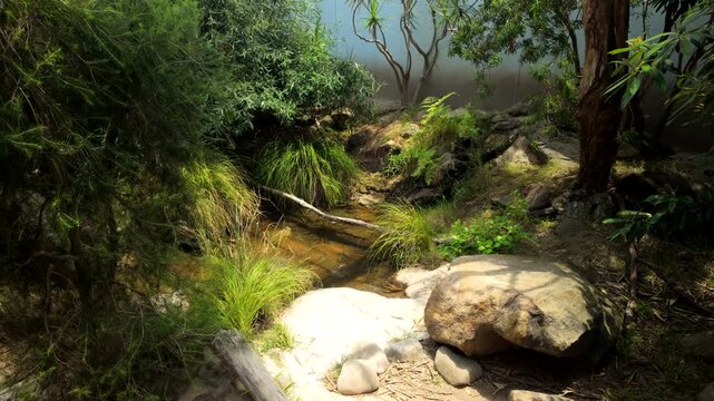 Small Woodland Stream With Rocks And Lush Green Plants