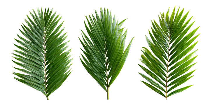 Three vibrant green palm leaves isolated on a black background, showcasing tropical nature and exotic foliage