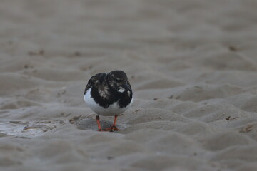 ruddy turnstone