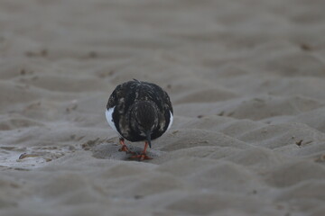 ruddy turnstone