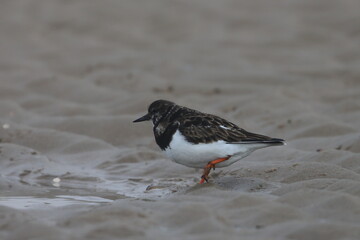 ruddy turnstone
