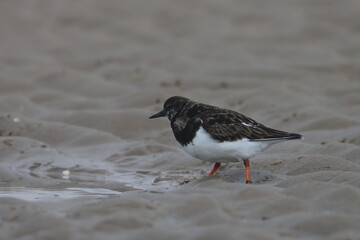 ruddy turnstone