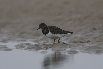 ruddy turnstone