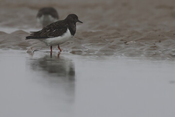 ruddy turnstone