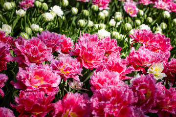 pink and white tulips