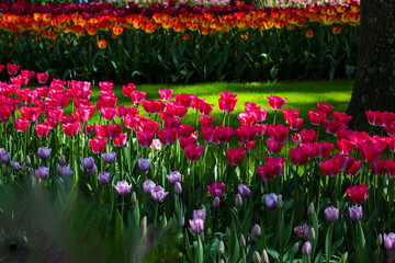 field of tulips