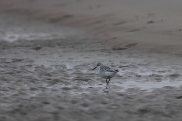 sanderling