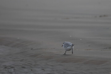 sanderling