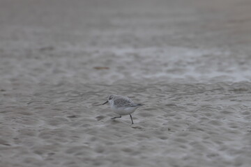 sanderling