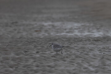 sanderling