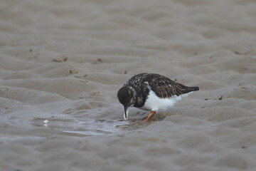ruddy turnstone