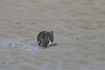 ruddy turnstone