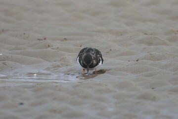 ruddy turnstone