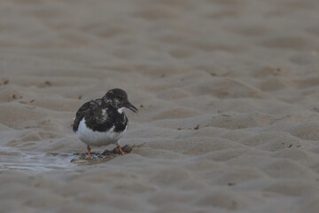 ruddy turnstone