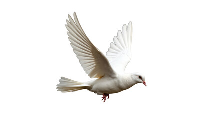 Fototapeta premium A white bird soaring through the air, its wings spread wide. transparent background