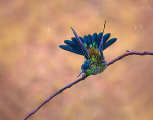 Colibrí secando sus plumas bajo la lluvia © Sergio