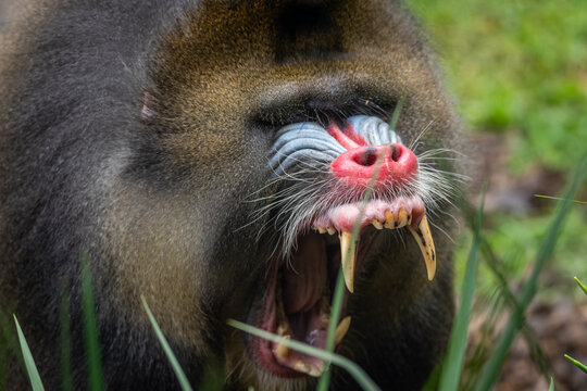 Mandrill