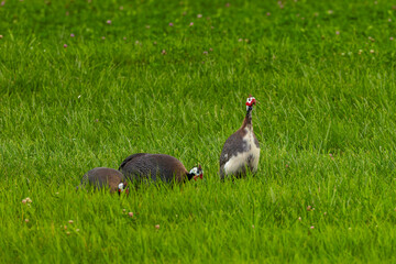 The helmeted guineafowl (Numida meleagris) is native  African bird, often domesticated in Europe and America