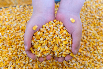 Hands holding corn kernels over grain pile, agriculture harvest concept