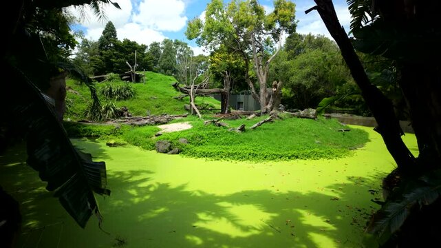 Monkey Family In Zoo Enclosure With Green Pond And Trees