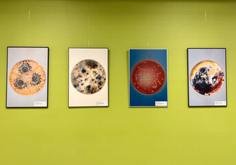 Microbial Cultures Displayed as Art on a Green Wall