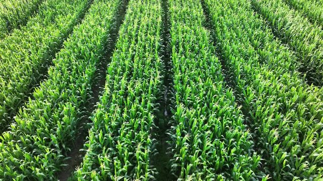 Aerial view of neatly arranged green cornfield with vibrant crops growing in rows