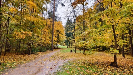 A dirt path with a puddle runs through the grassy lawns of the park, strewn with fallen leaves. Deciduous trees are covered with yellow leaves. Cloudy autumn weather and grey sky