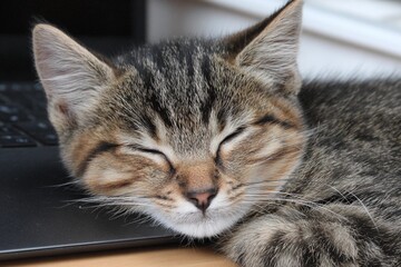 Kitten sleeps on desk next to computer at home