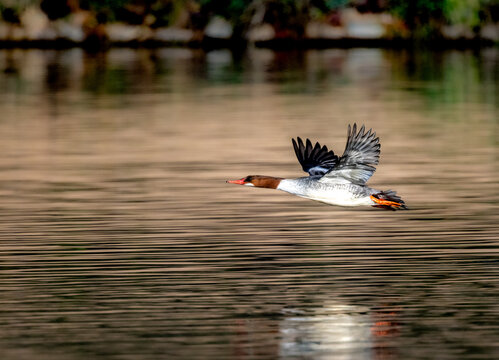 common merganser in flight over a lake in Yucaipa