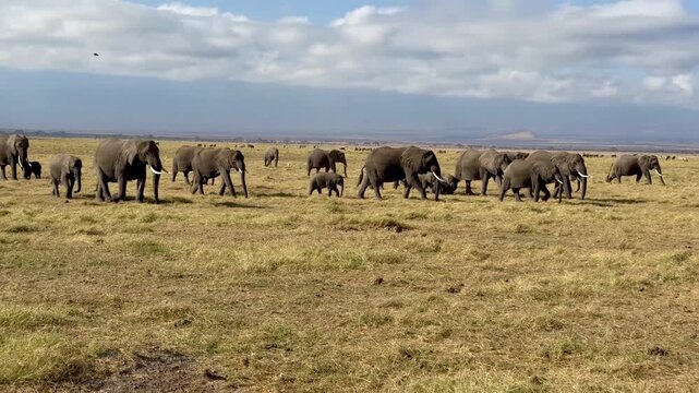 A herd of African Bush Elephants walking on the Serengeti plain with many calves.