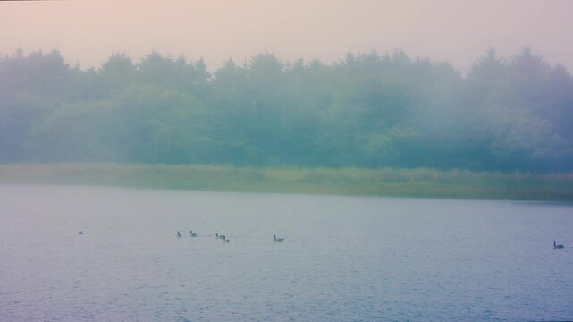 Serene footage captures the tranquil beauty of Sand Lake on the Oregon coast during a misty morning. A thick fog hangs over the water and the dense forest treeline in the background. Several small bir