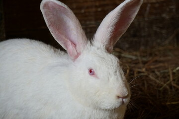 White rabbit on farm 