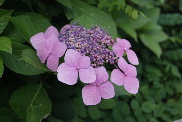 ピンク紫陽花と濃緑の葉が調和する風景