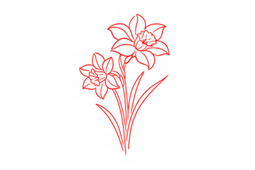 Red daffodil line art drawing on transparent background creating a minimalist floral illustration design