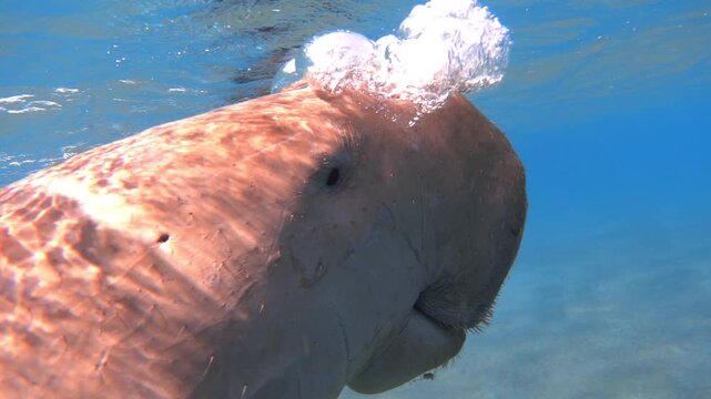 Air-breathing dugong, 240 fps slow motion