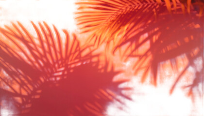 A close-up view of vibrant pink sea fans on transparent background