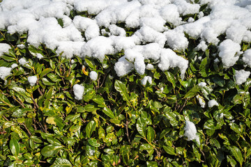 snow on a cherry laurel hedge
