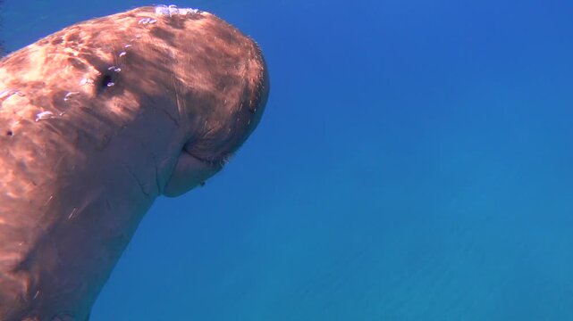 Dugong dugon (sea cow) breathing air, slow motion