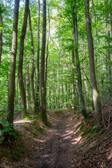 Obraz premium Forest path winding through green summer trees
