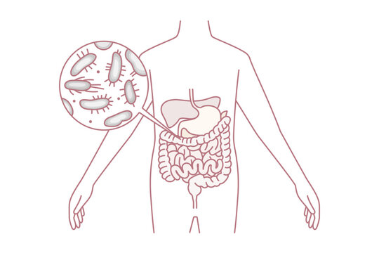 Digestive system and intestines concept. Human body with green and red bacterias microorganisms in stomach and intestines vector illustration