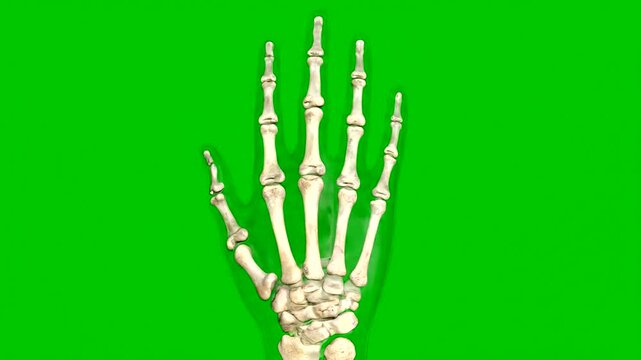 Human hand skeleton on green background.