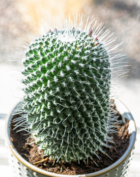 Pincushion Cactus" Images  Browse 528 Stock Photos, Vectors, and Video |  Adobe Stock