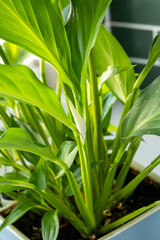 Obraz premium Green plant on a windowsill in a modern home. Peace Lily, part of the Spathiphyllum genus. Close-up, selective focus.