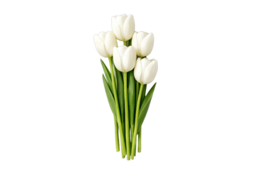 A bunch of white flowers with green stems are arranged together on a light surface in a vertical orientation from a high angle view