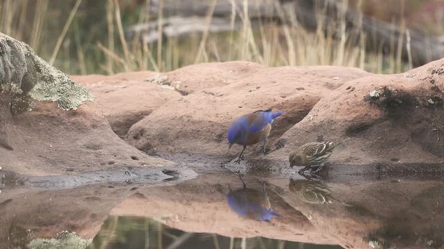 A Western Bluebird and a Pine Siskin drink from an ephemeral pool in the desert of Southern Utah USA. The Siskin leaves, another Bluebird comes to drink, then the last Bluebird leaves.