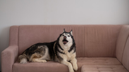 A husky with different eyes is lying on the sofa. Concept: relaxing at home, vacation, lazy day off. © Vladimir