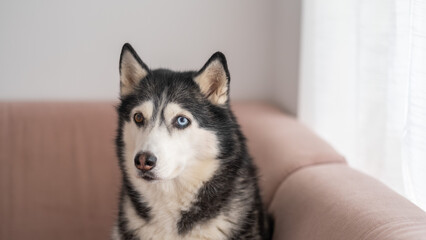 Obraz premium Portrait of a cute husky dog, concept of dog emotions