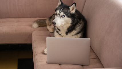 A husky with different-colored eyes is lying on the couch, looking at a laptop. Concept: Husky Freelancer © Vladimir