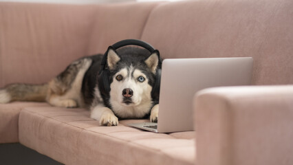 A husky with different-colored eyes is lying on the couch, looking at a laptop. Concept: Husky Freelancer © Vladimir