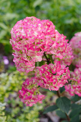 Obraz premium Panicle Hydrangea Framboisine in Pinkish Bloom Phase